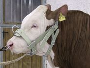 Bull Halter