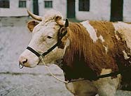 Turnout Halter