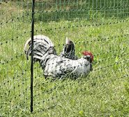 PoultryNet green
