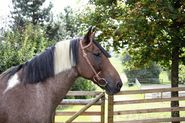 Dakota Single-ear Snaffle