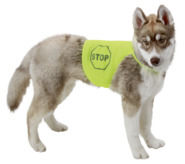 Safety Vest
