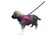 Harnais pour chiots Sport