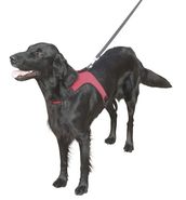 Harnais chiens Sport