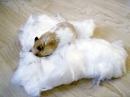 Hamster Bedding