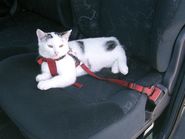 Safety Belt