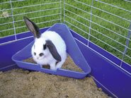 Corner Litter Box for Rodent Cages