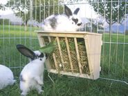 Hayrack