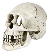 Totenkopf