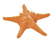 Seestern