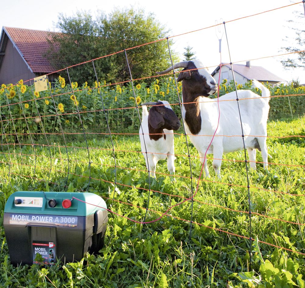 kit cloture electrique pour chevre