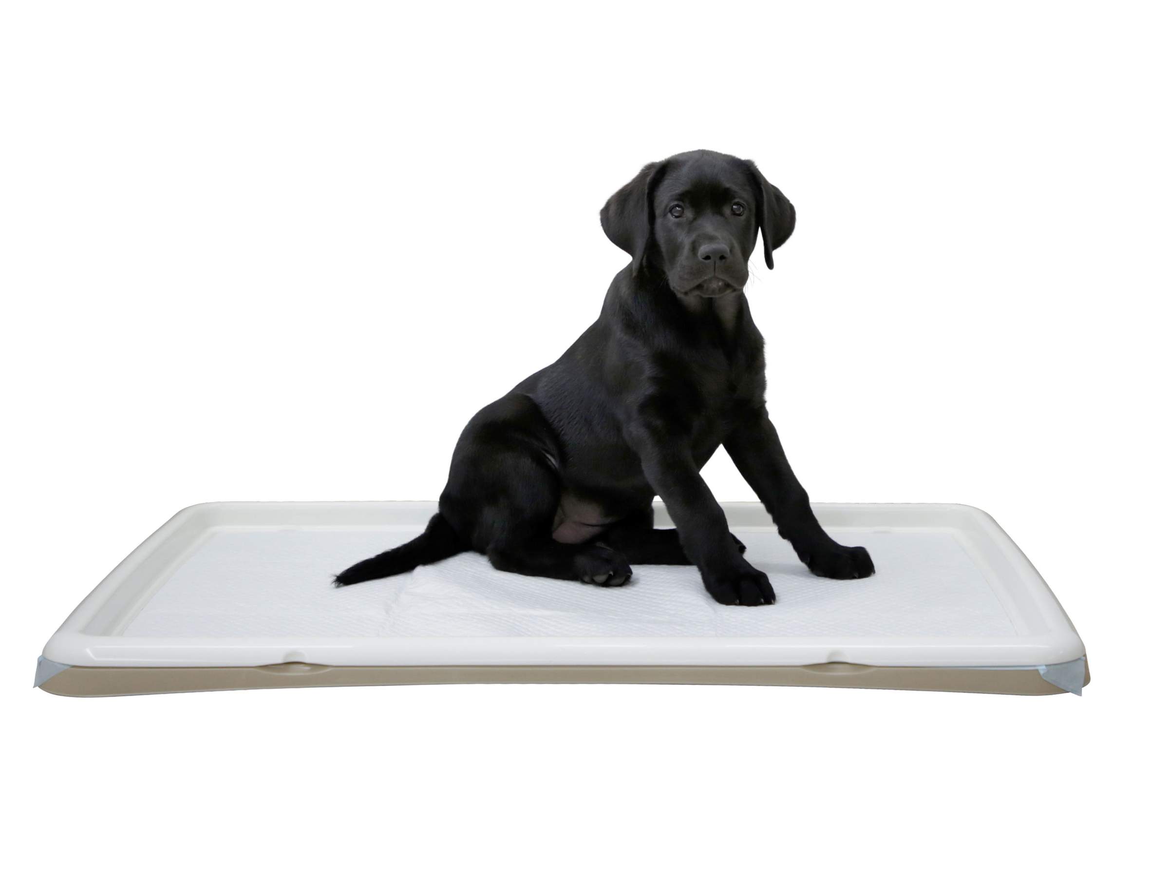 Toilettes pour chiot XL - Image 1