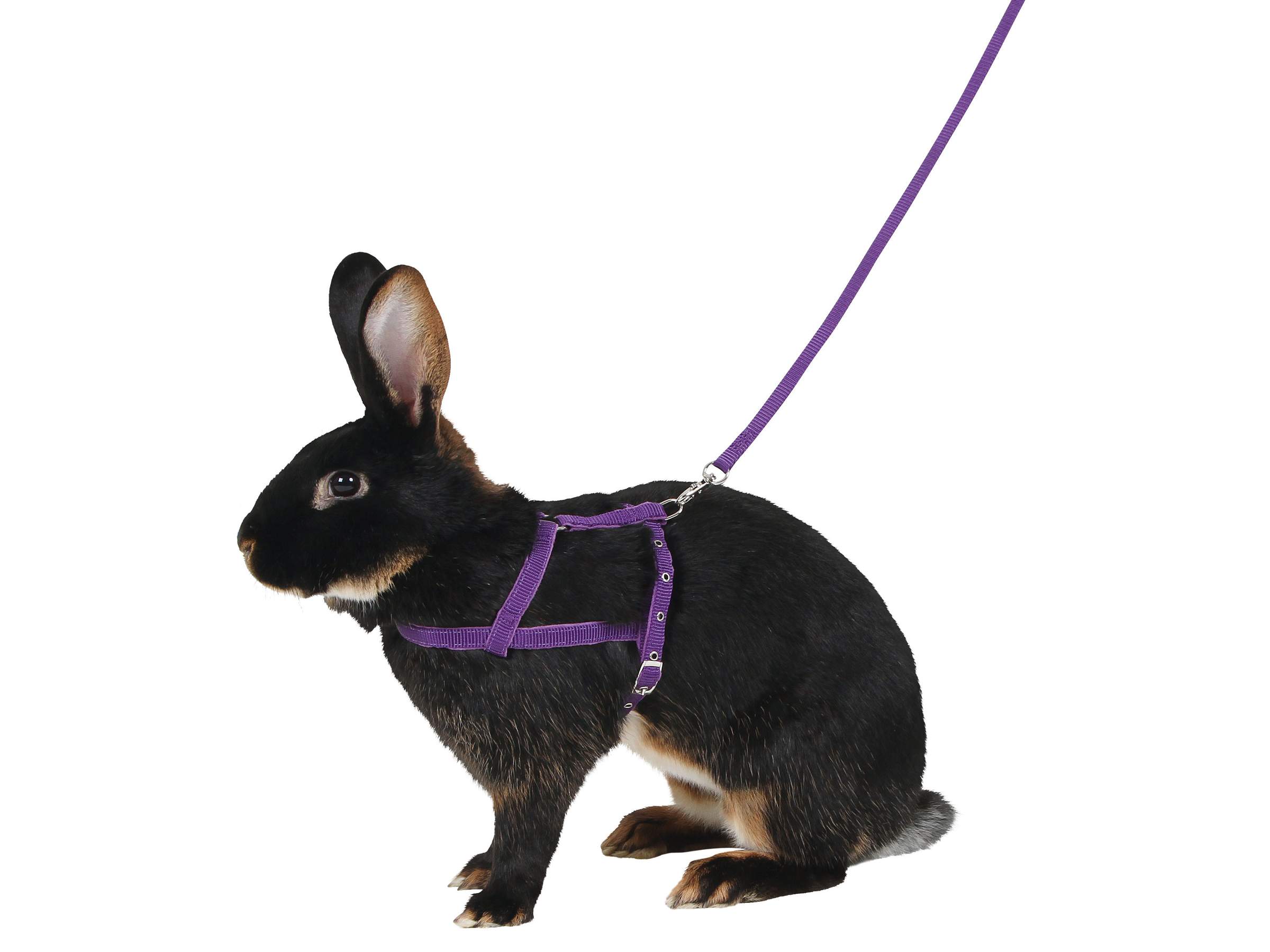 Harnais pour rongeur Agility - Image 1