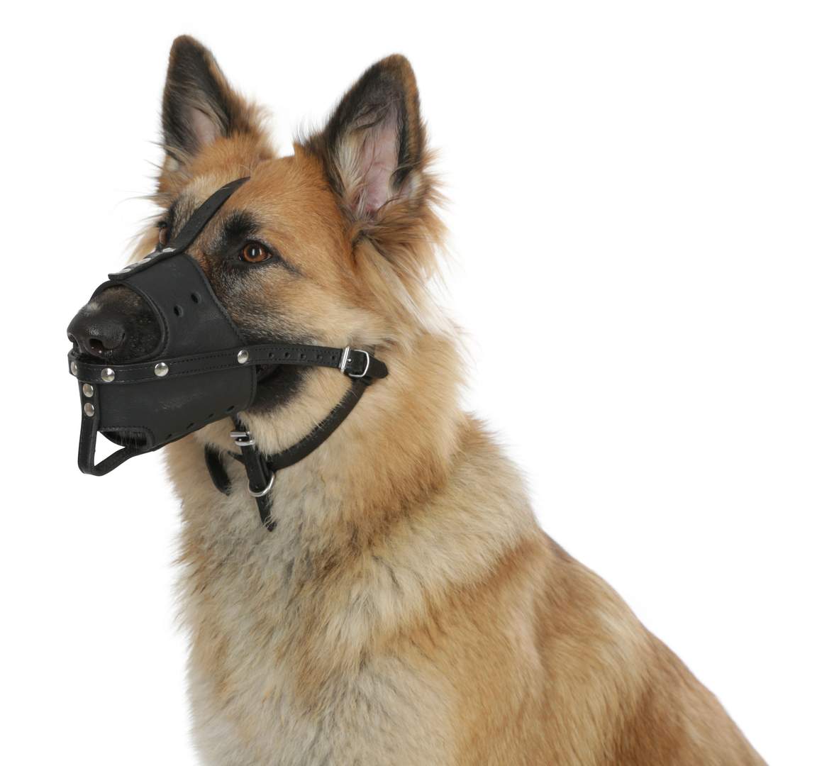 Muzzle Leather - Image 1