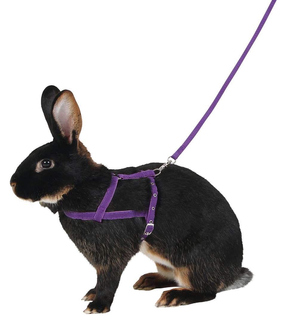 Schultergeschirr Agility - Bild 1