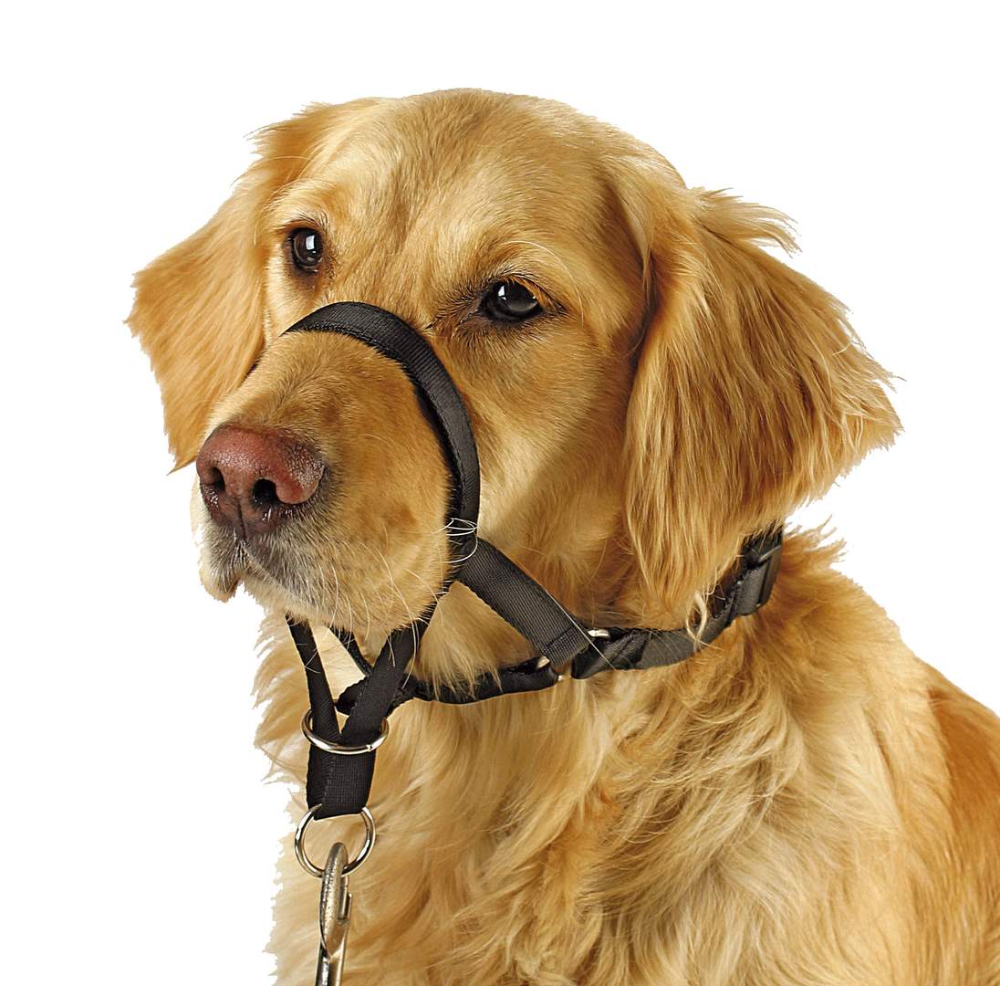 Training and Education Harness Maxi Coach - Image 1