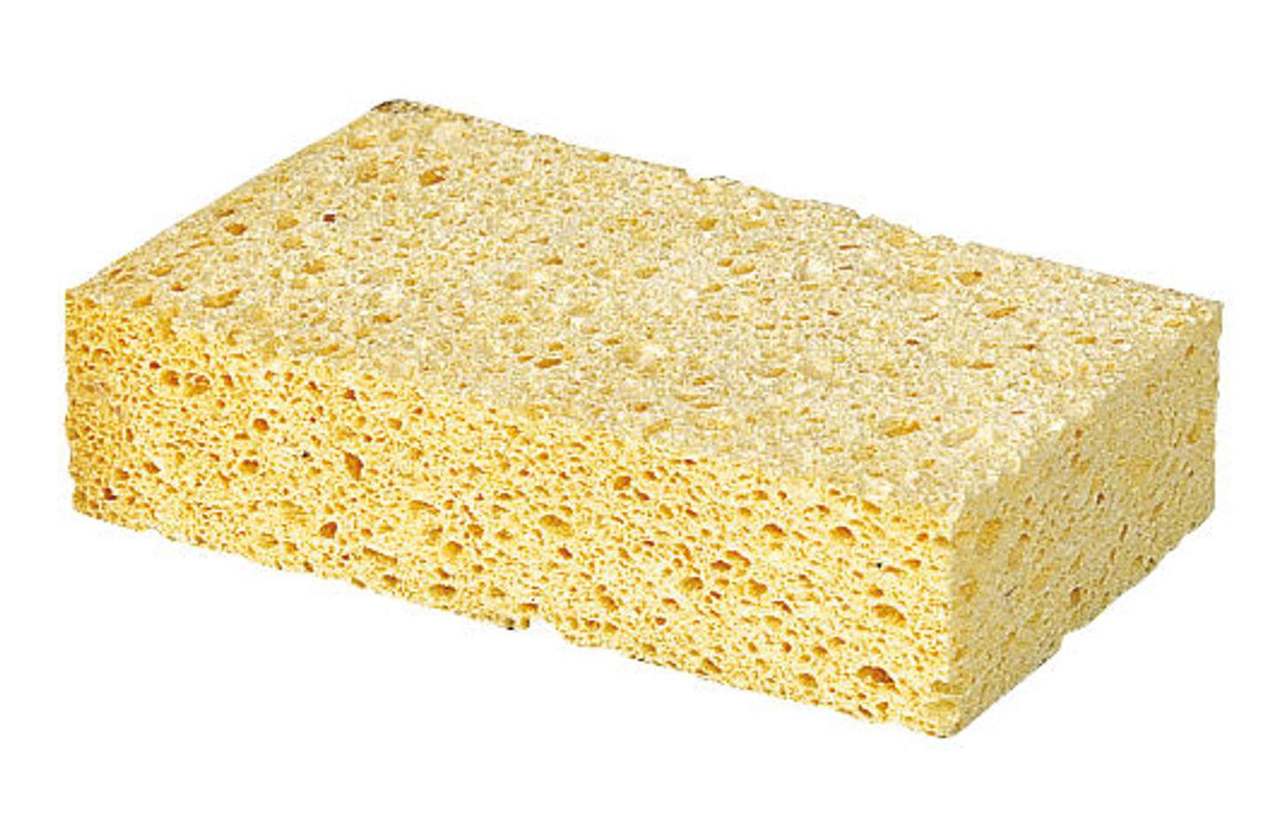 Schwamm - Bild 1