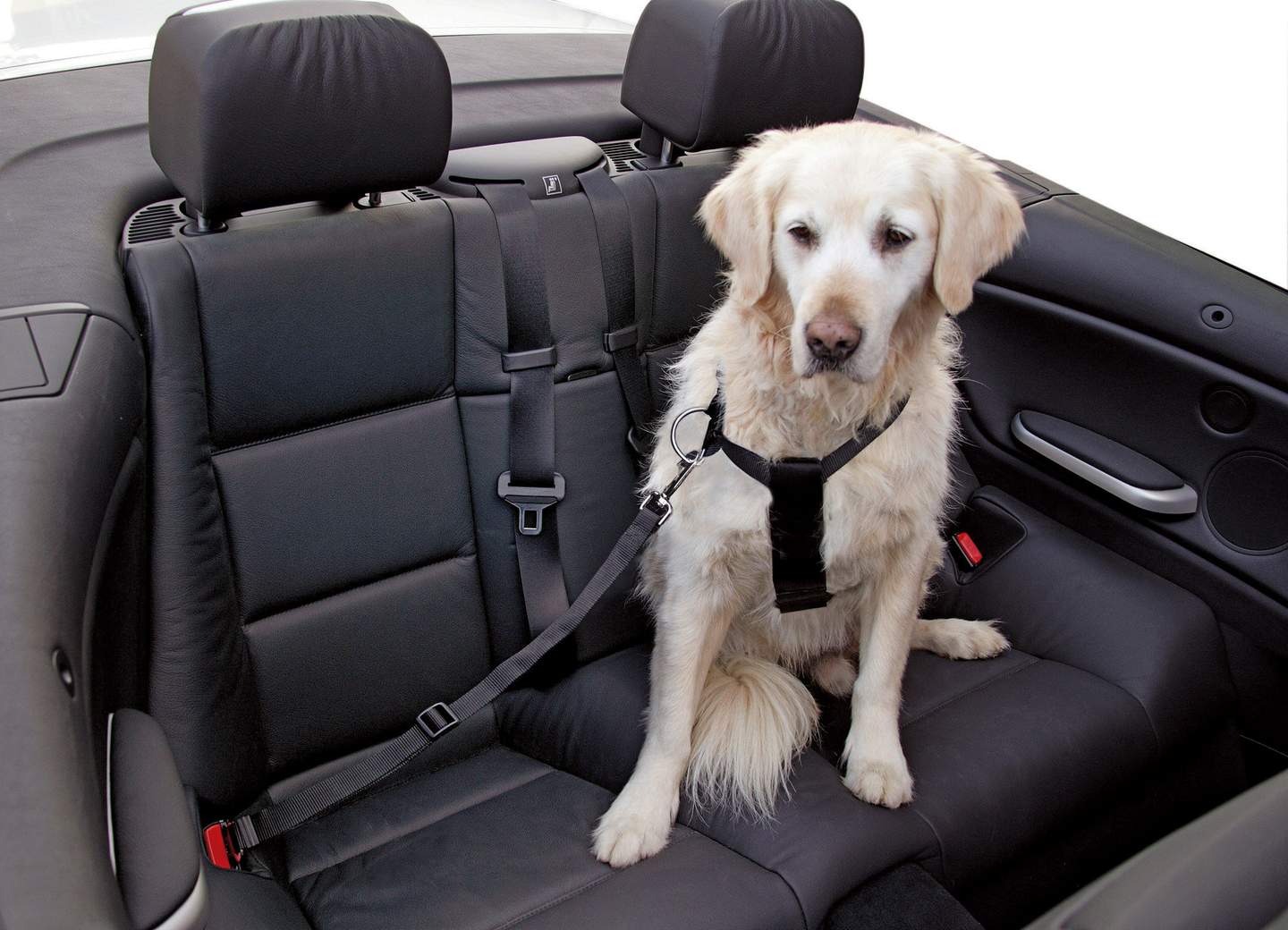 Autohundegeschirr - Bild 1