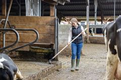 manual manure scraper in a livestock barn cleaning scene