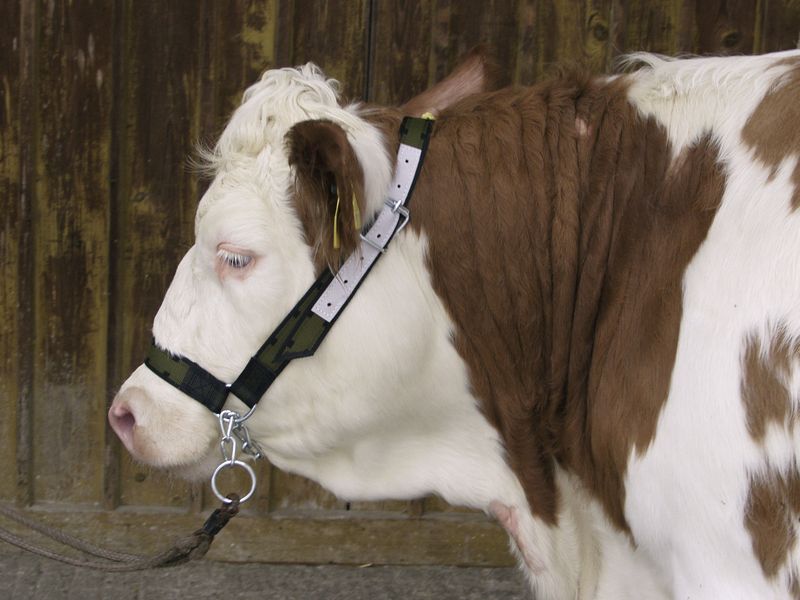 Cow wearing adjustable halter with chin chain