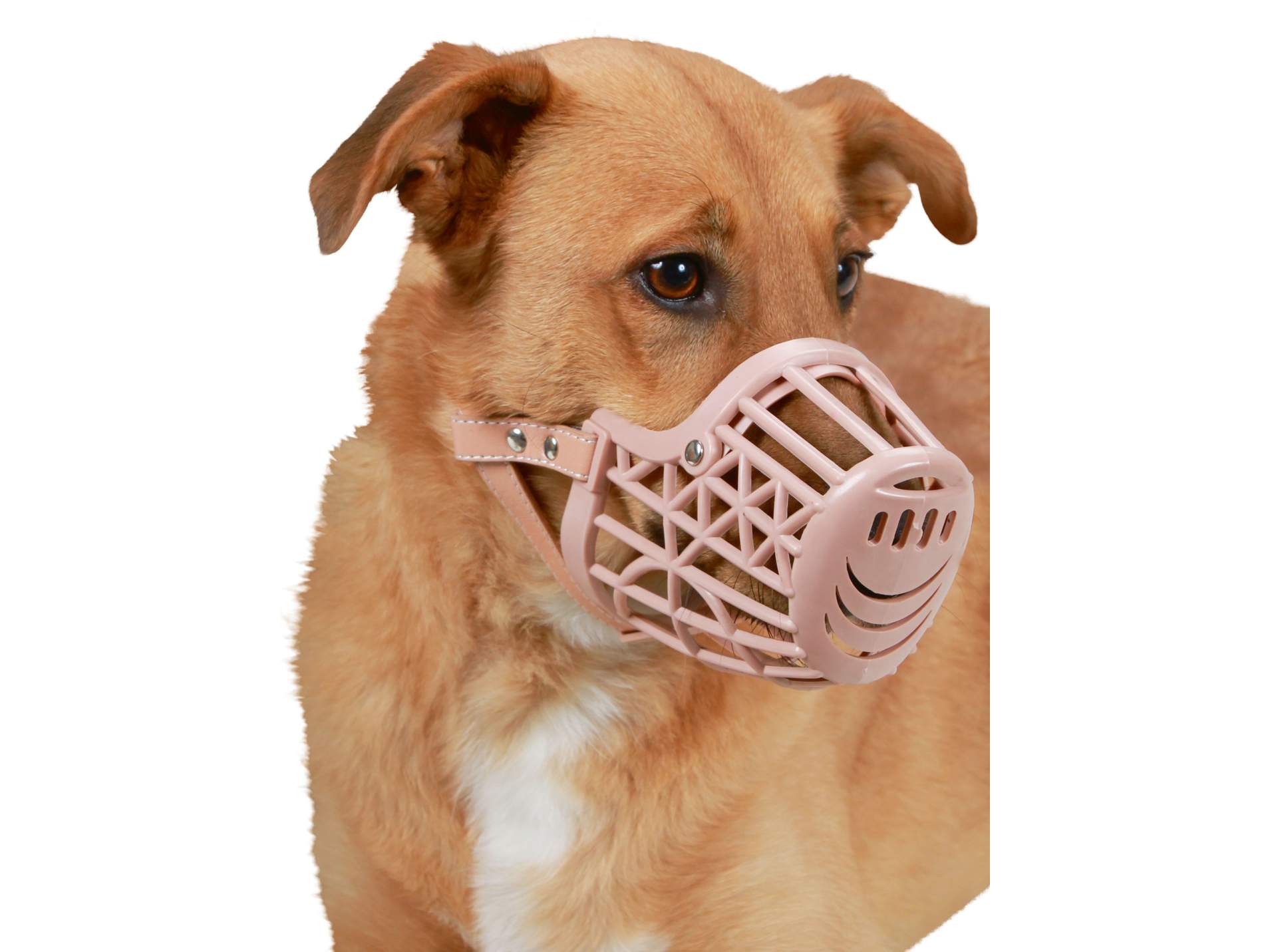 Muzzle Plastic