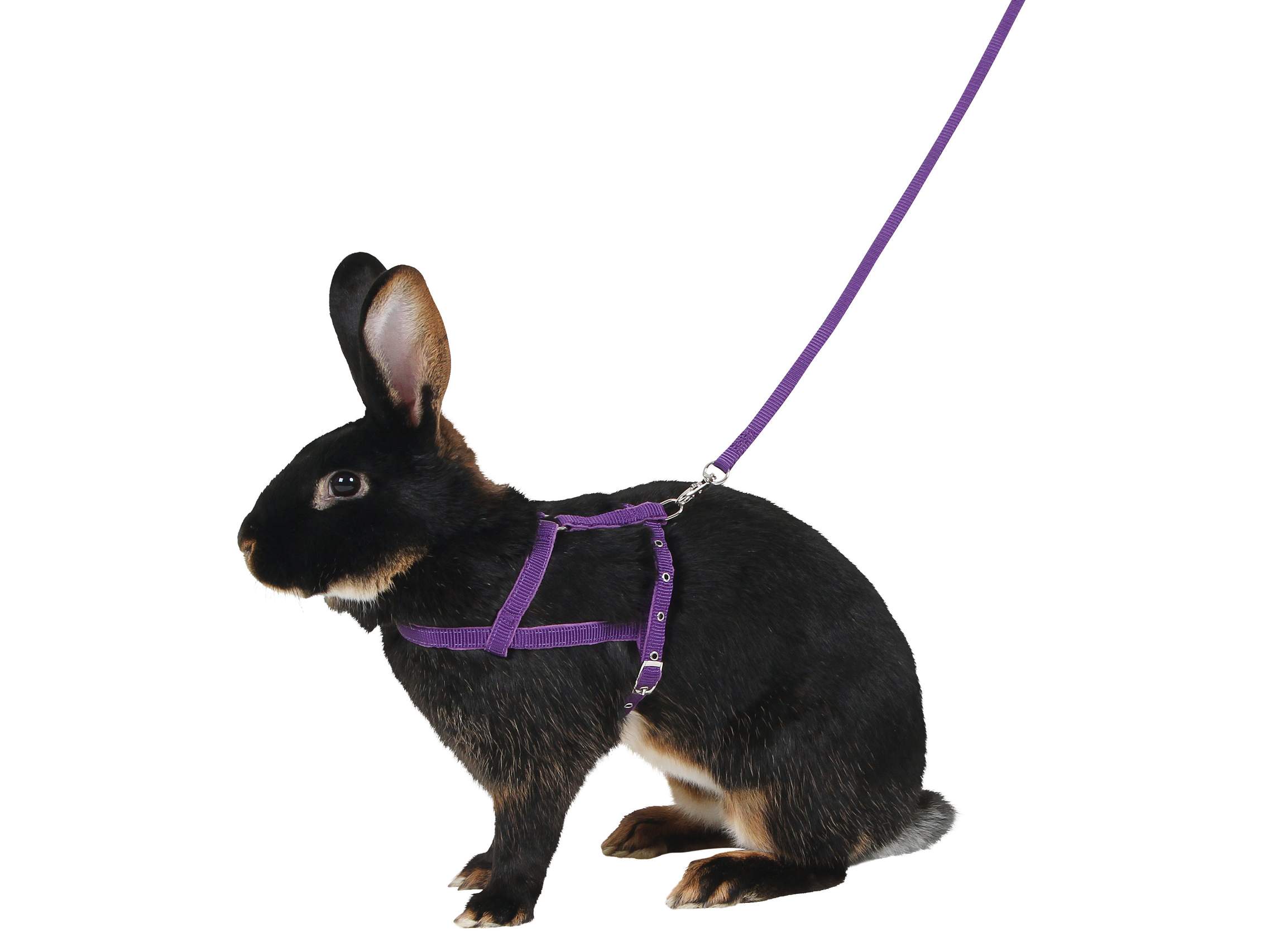 Shoulder Harness Agility