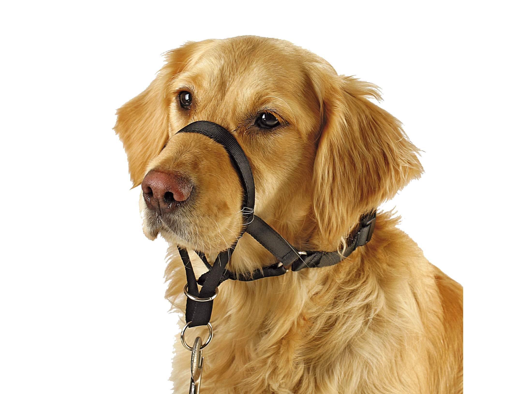 Training and Education Harness Maxi Coach