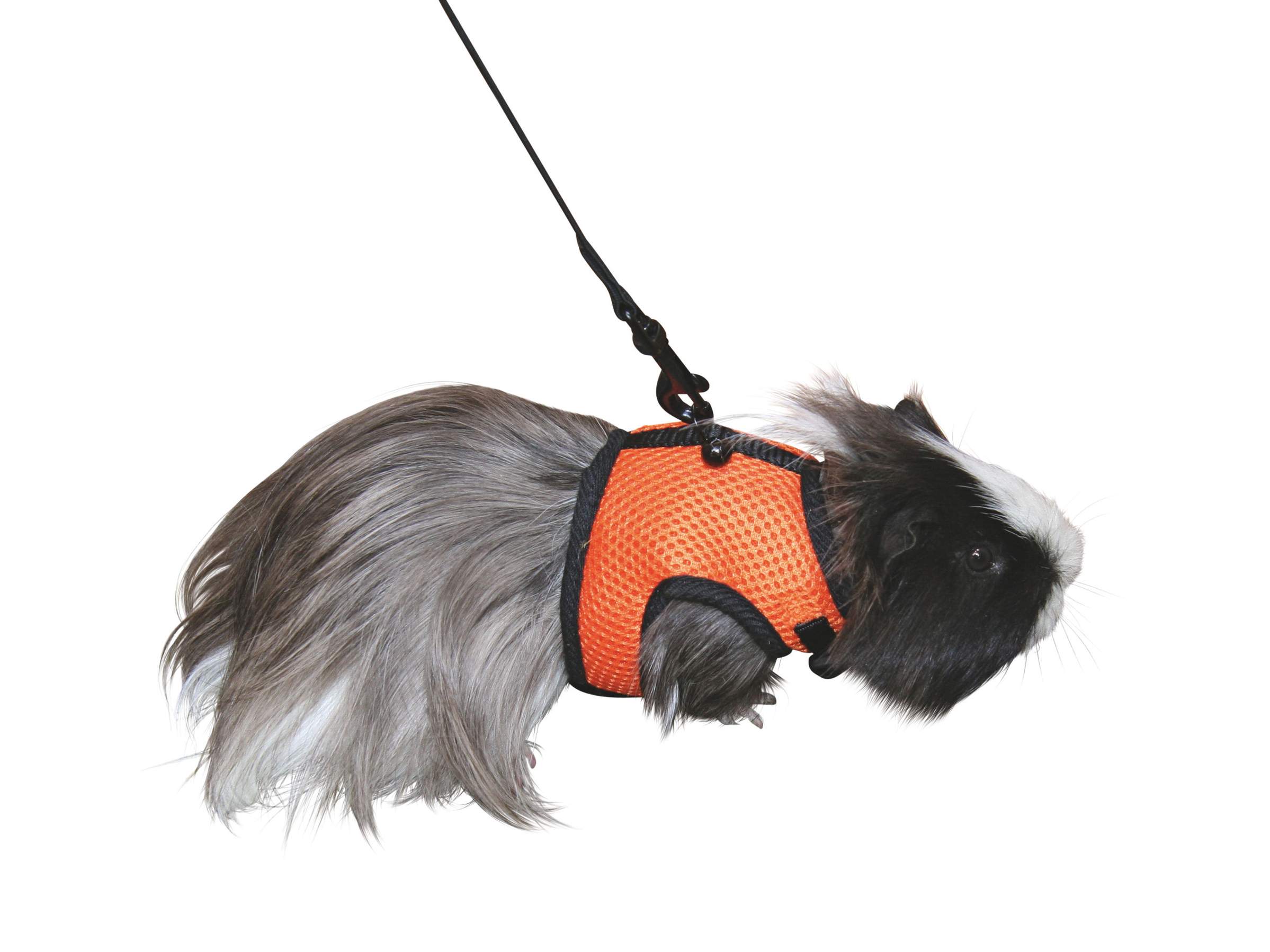 Rodent Harness Sport