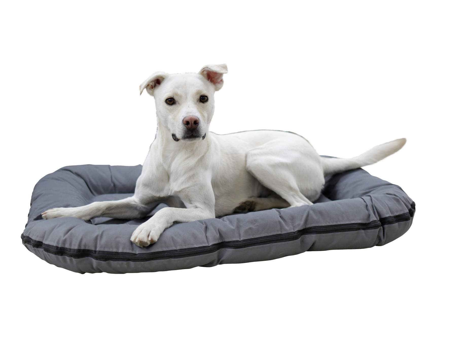 Pet Cushion Oxford Place