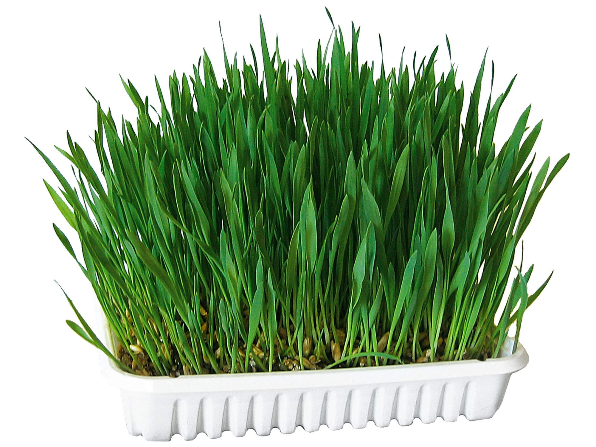 Cat Grass