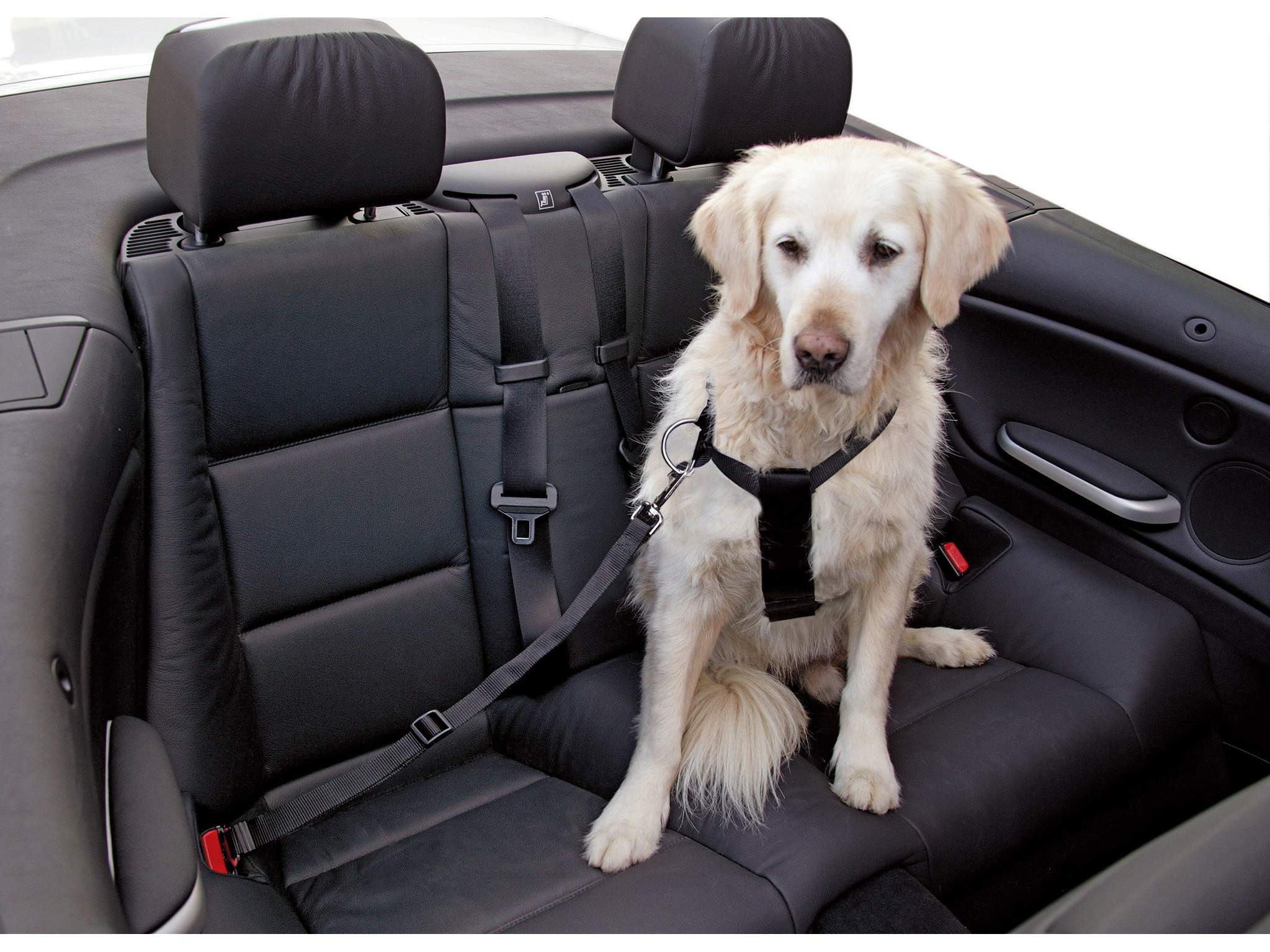 Autohundegeschirr