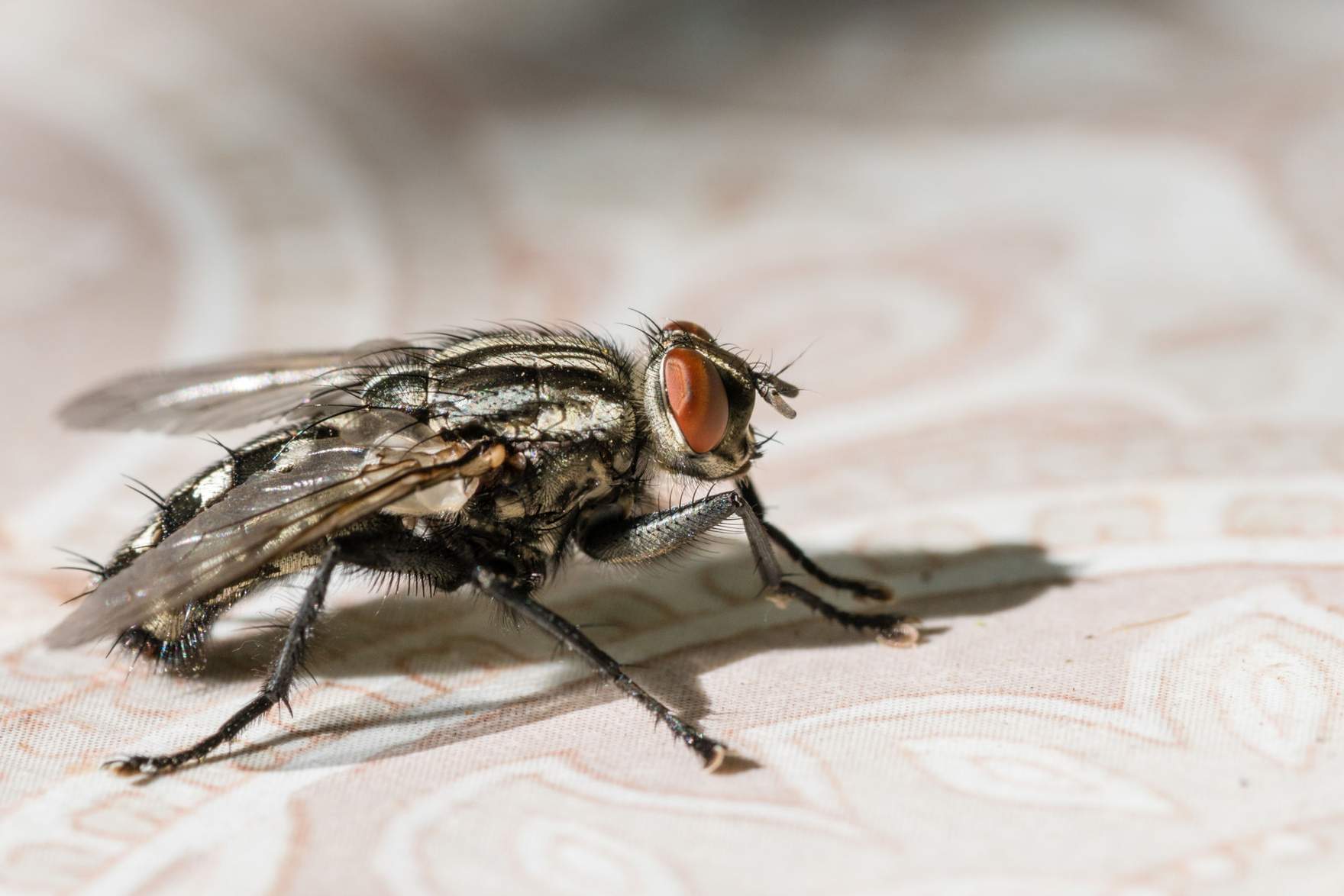 common housefly (Musca domestica)