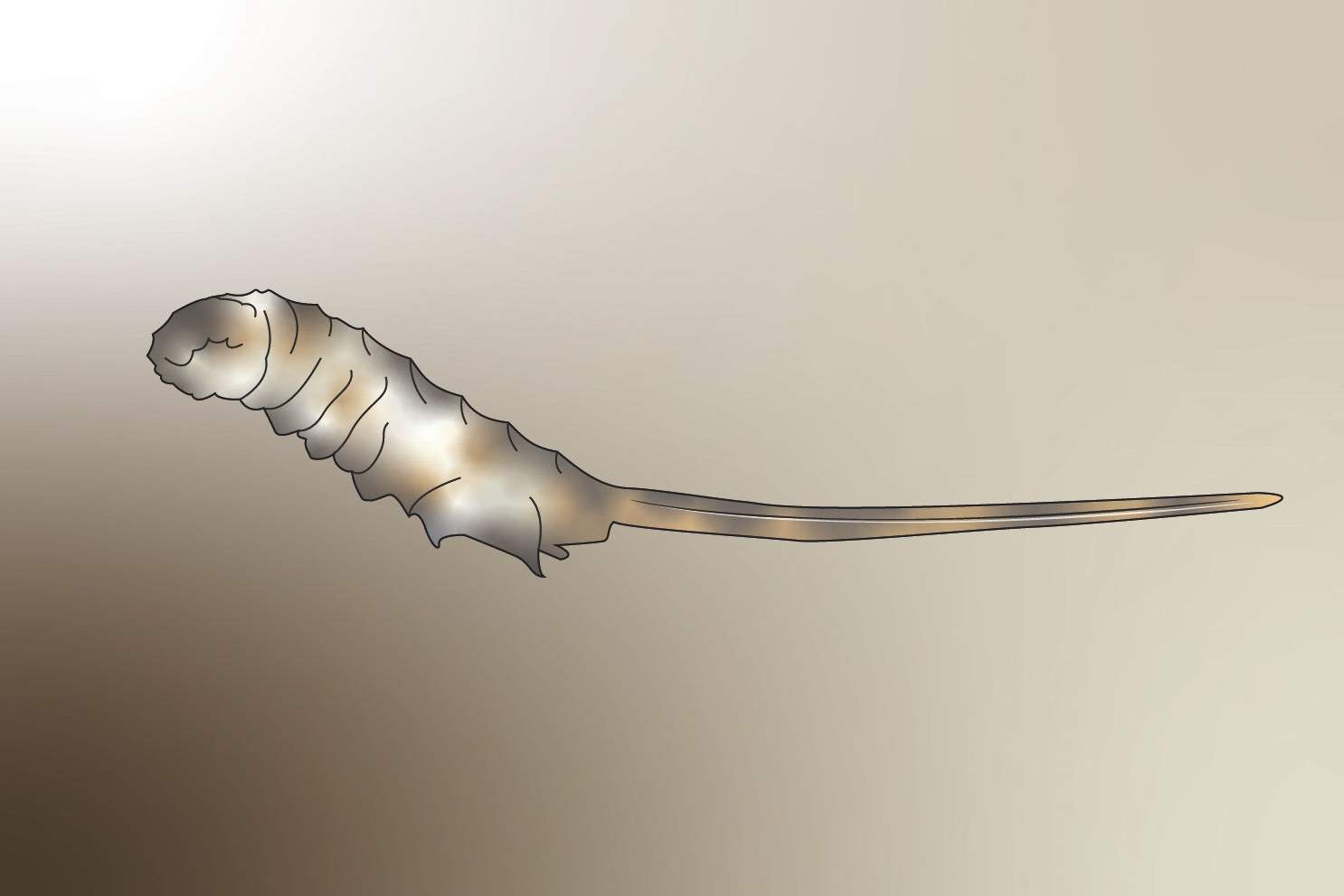 Rat-tailed larva  (larva of the dung bee)