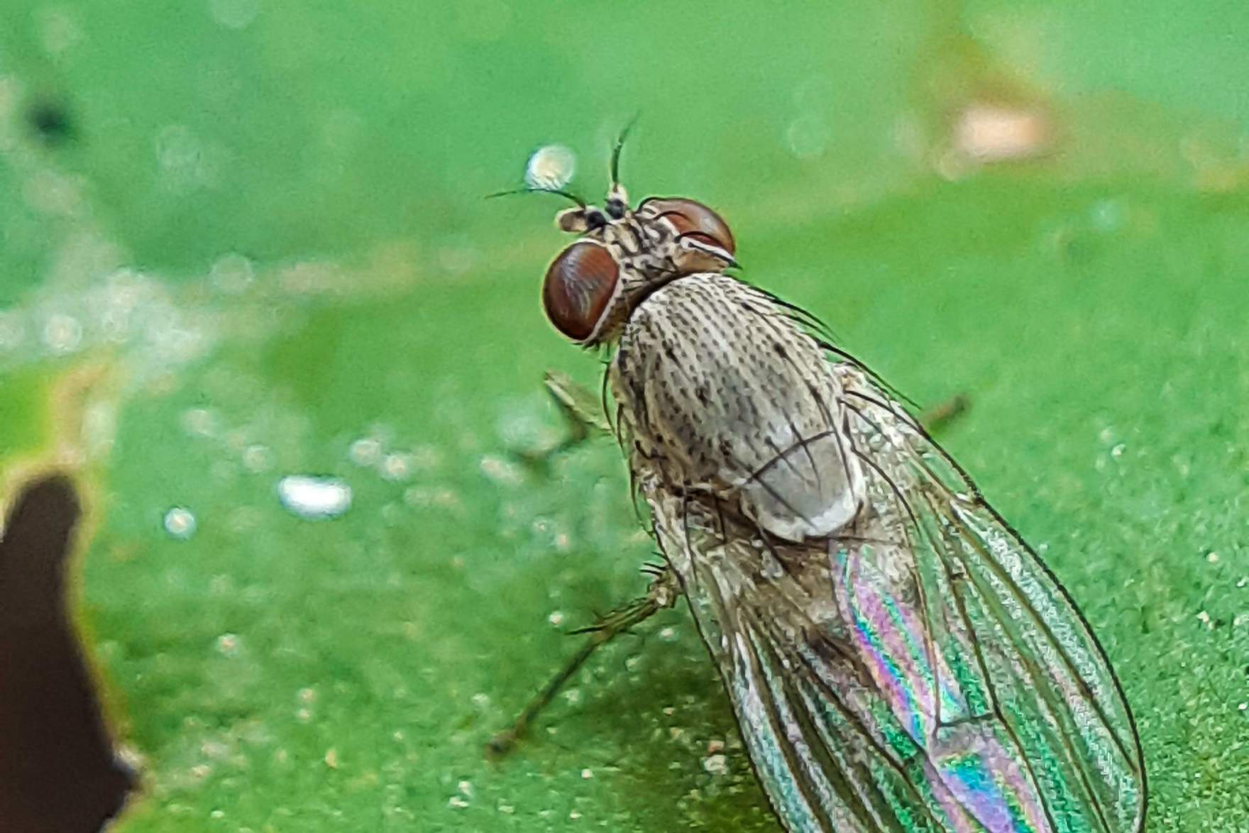 Gnat (Tabanidae)