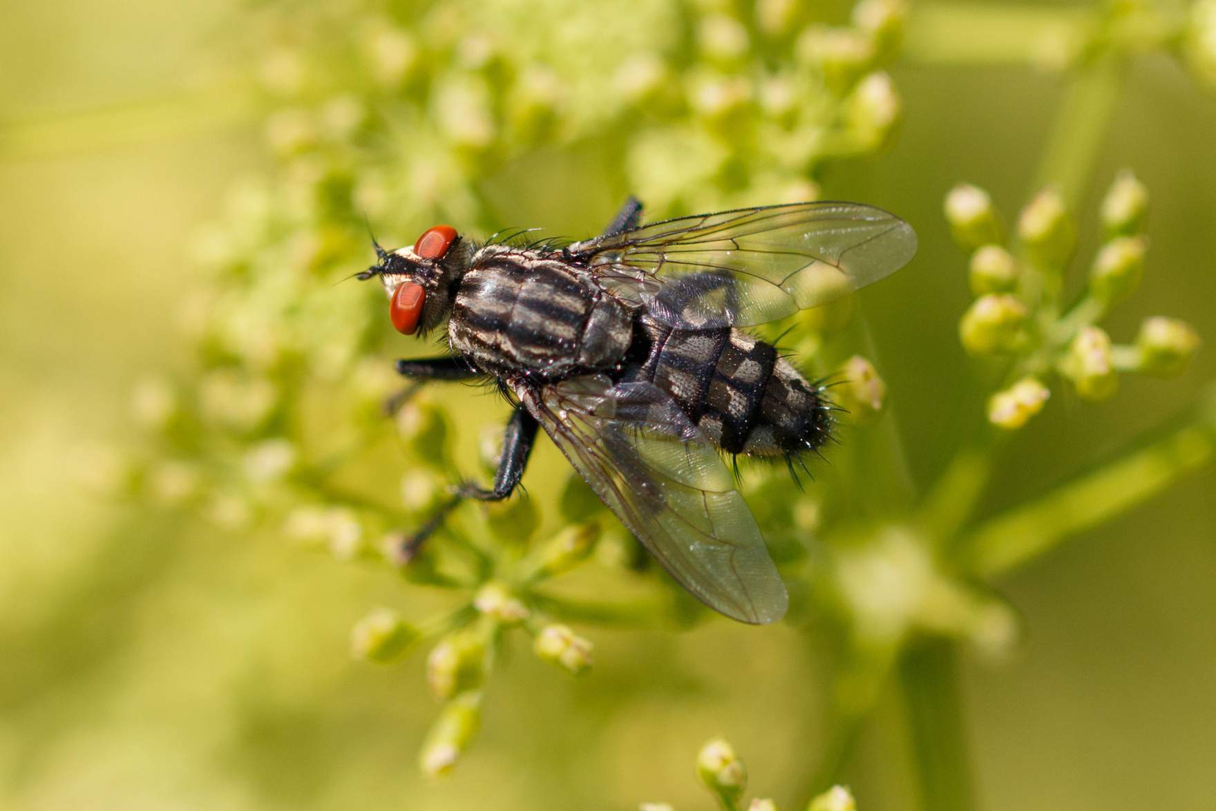 Biting midge  (Stomoxys calcitrans)