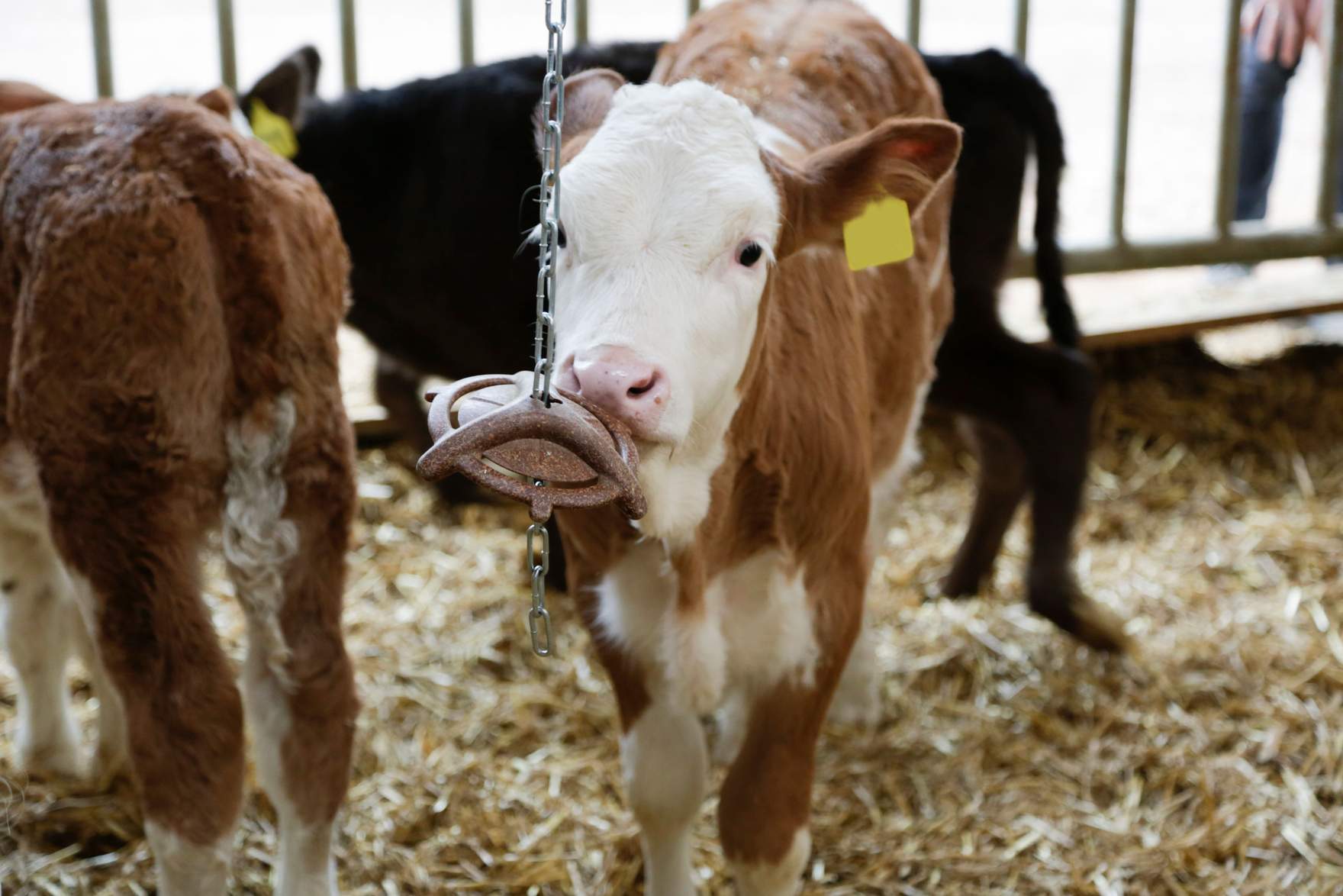 calf is chewing on a biting ring