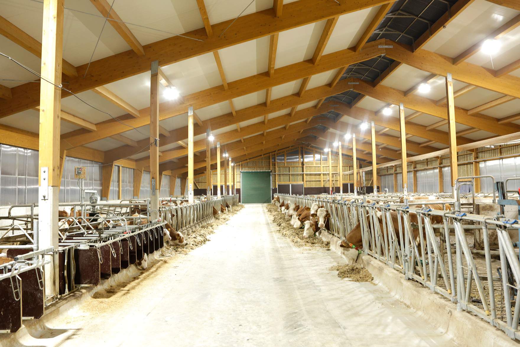 Rinderstall mit LED-Beleuchtung