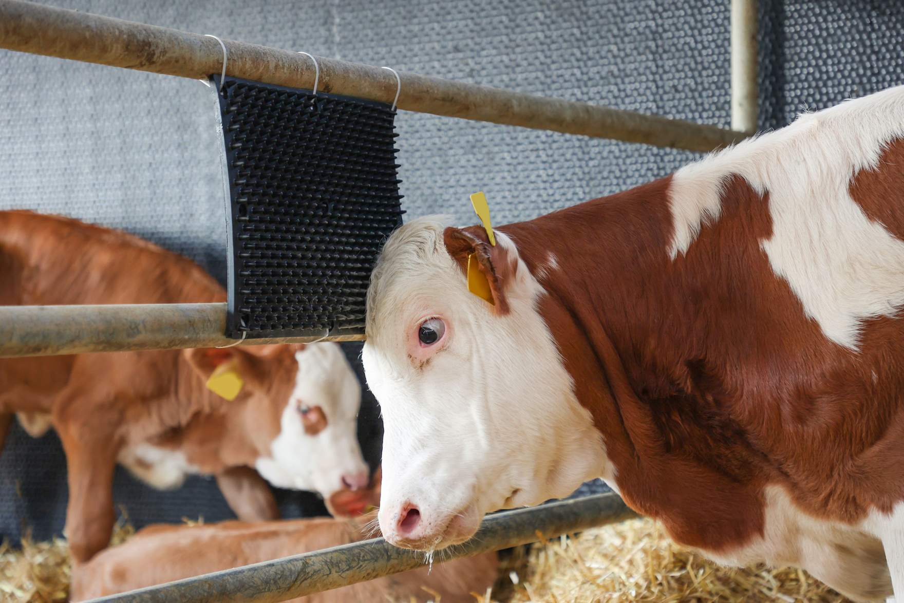 calf is rubbing against a Scratch Mat
