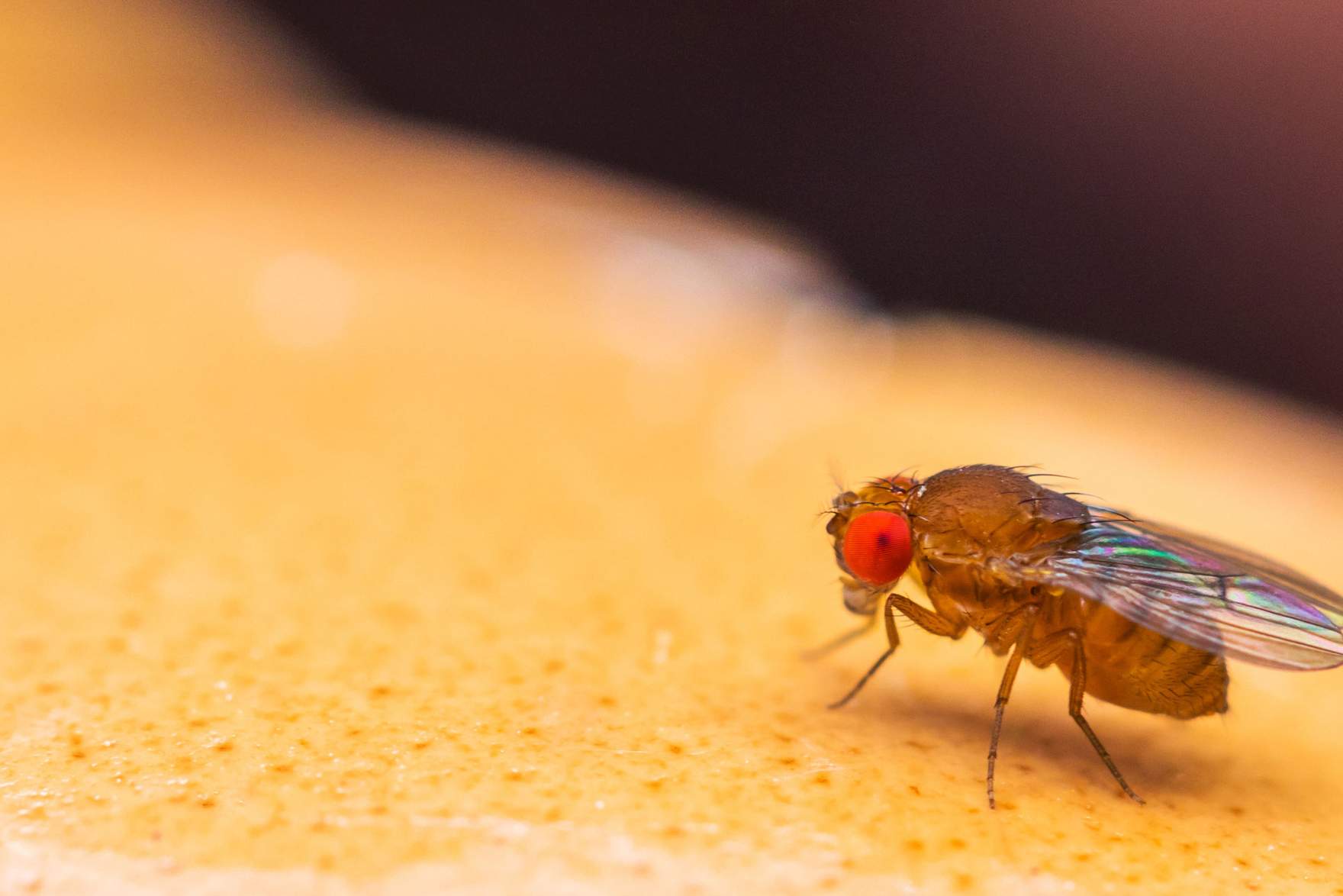 Dew fly or vinegar fly (Drosophila melanogaster)