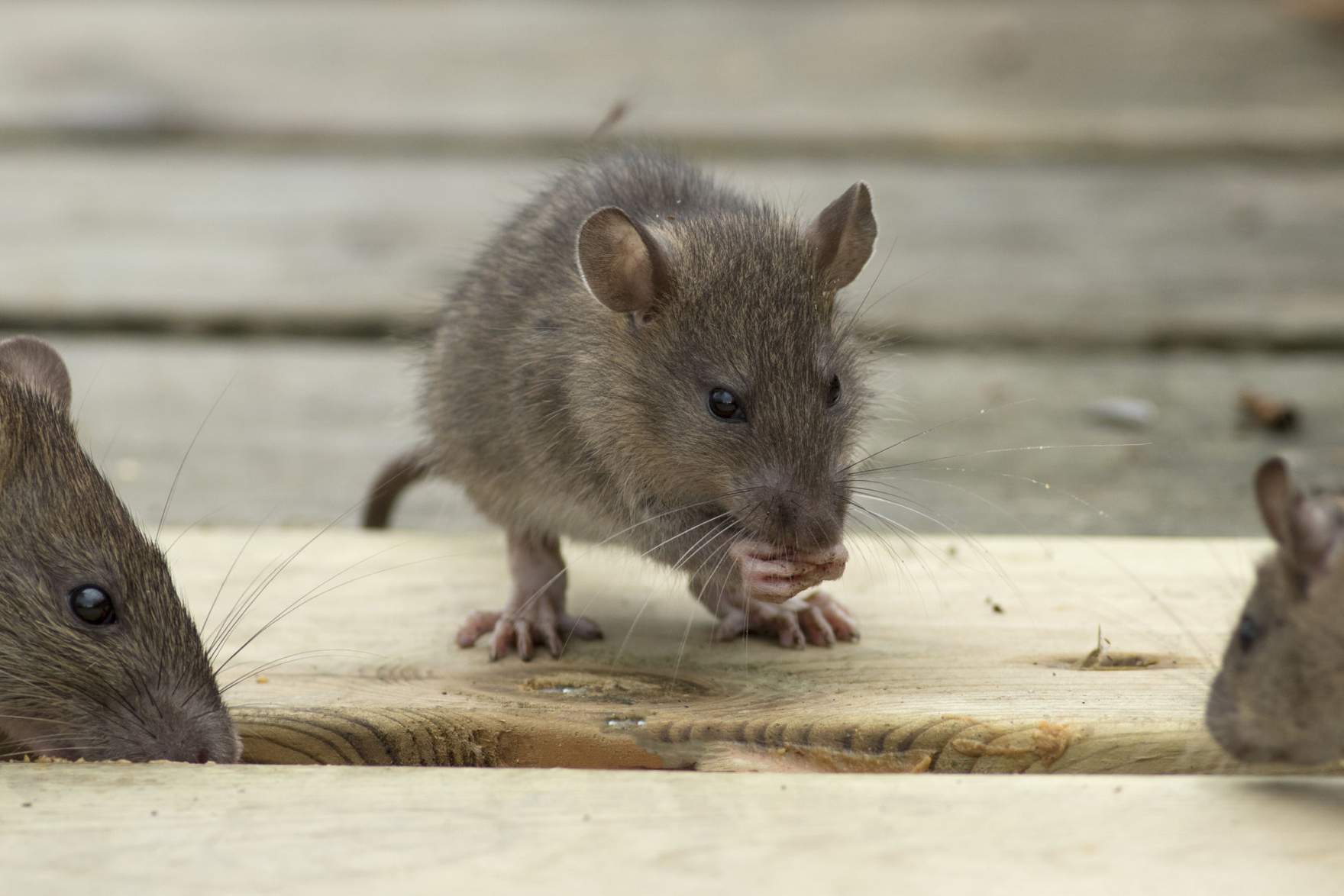 Hausratte (Rattus rattus) 