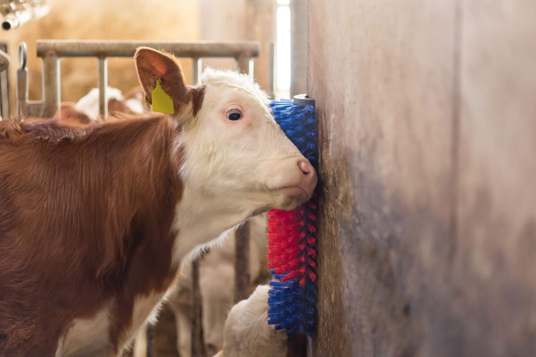 calf is rubbung against a Scratch Brush