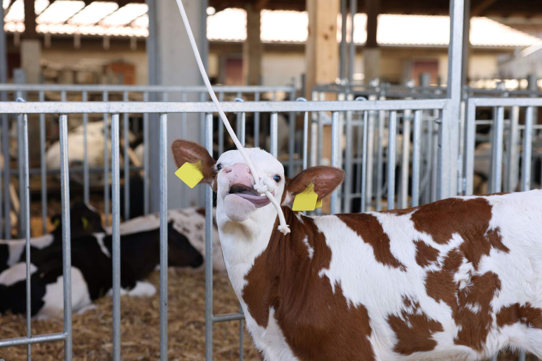 calf with a play rope