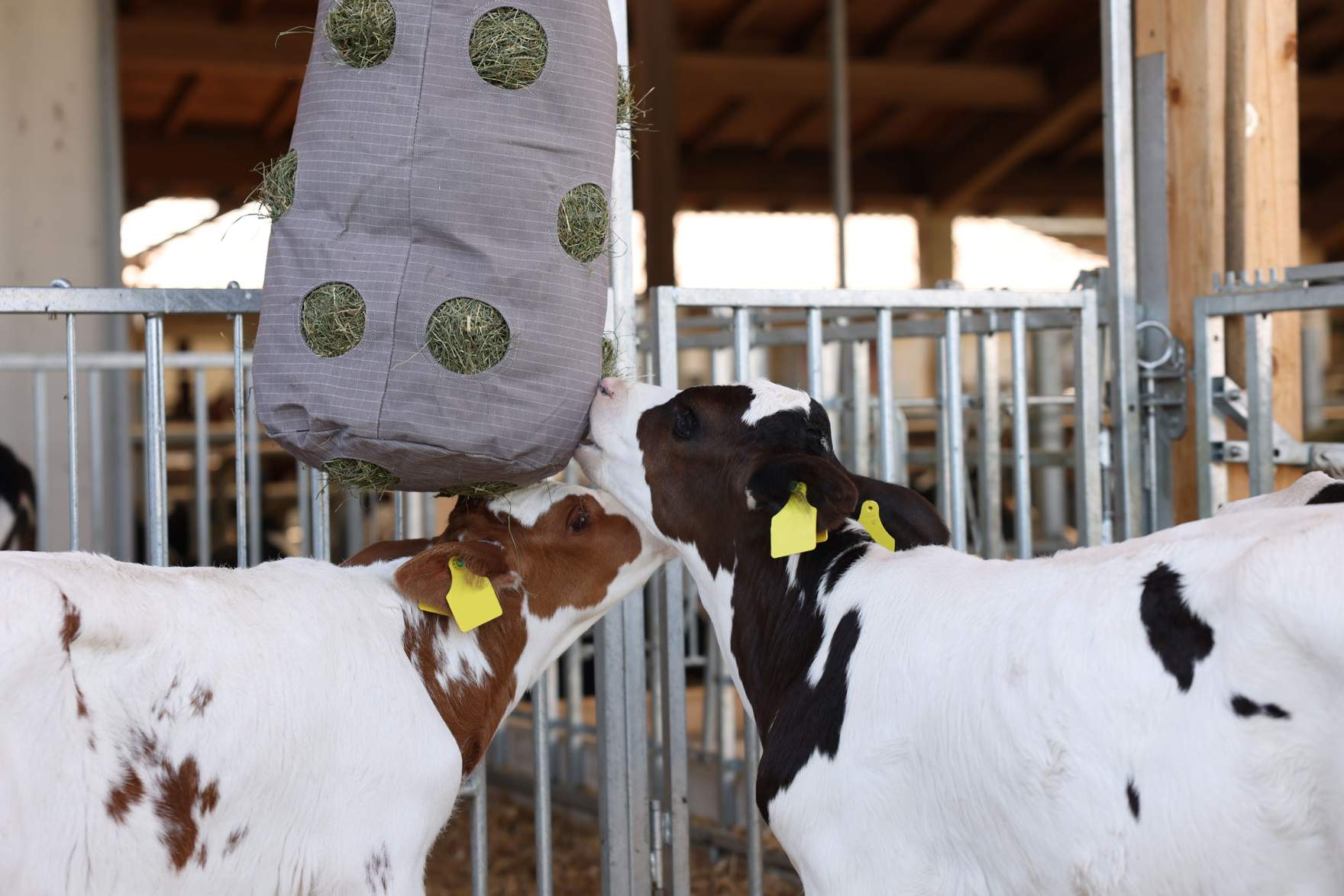 calves with HayBag
