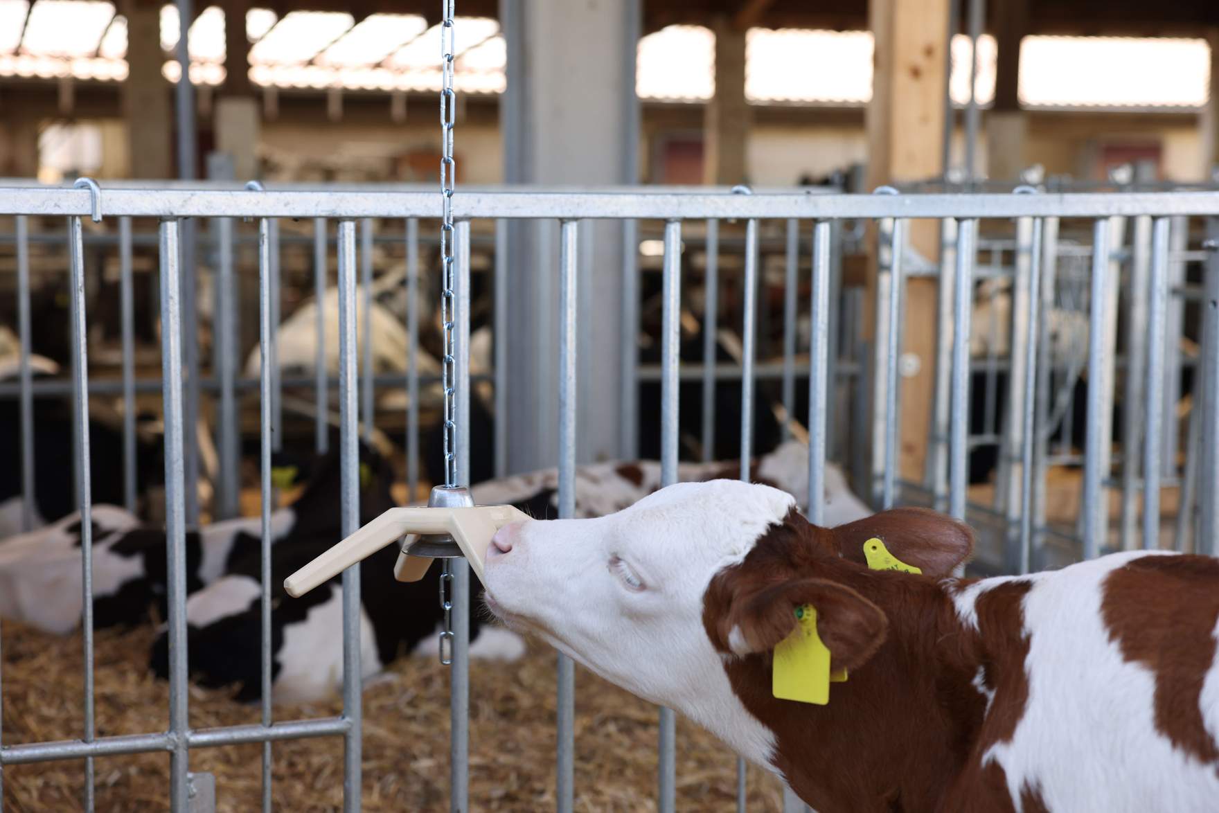 calf is chewing on the BiteStar