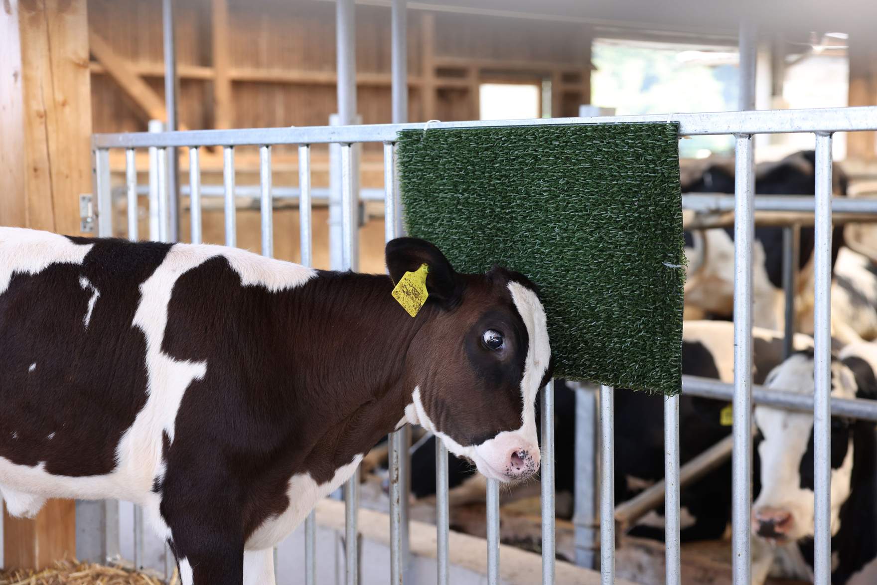 calf is rubbing against the ScratchPad
