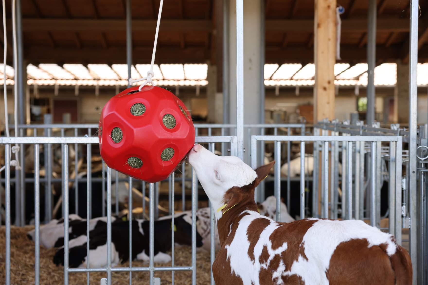 calf with feed Ball Toy