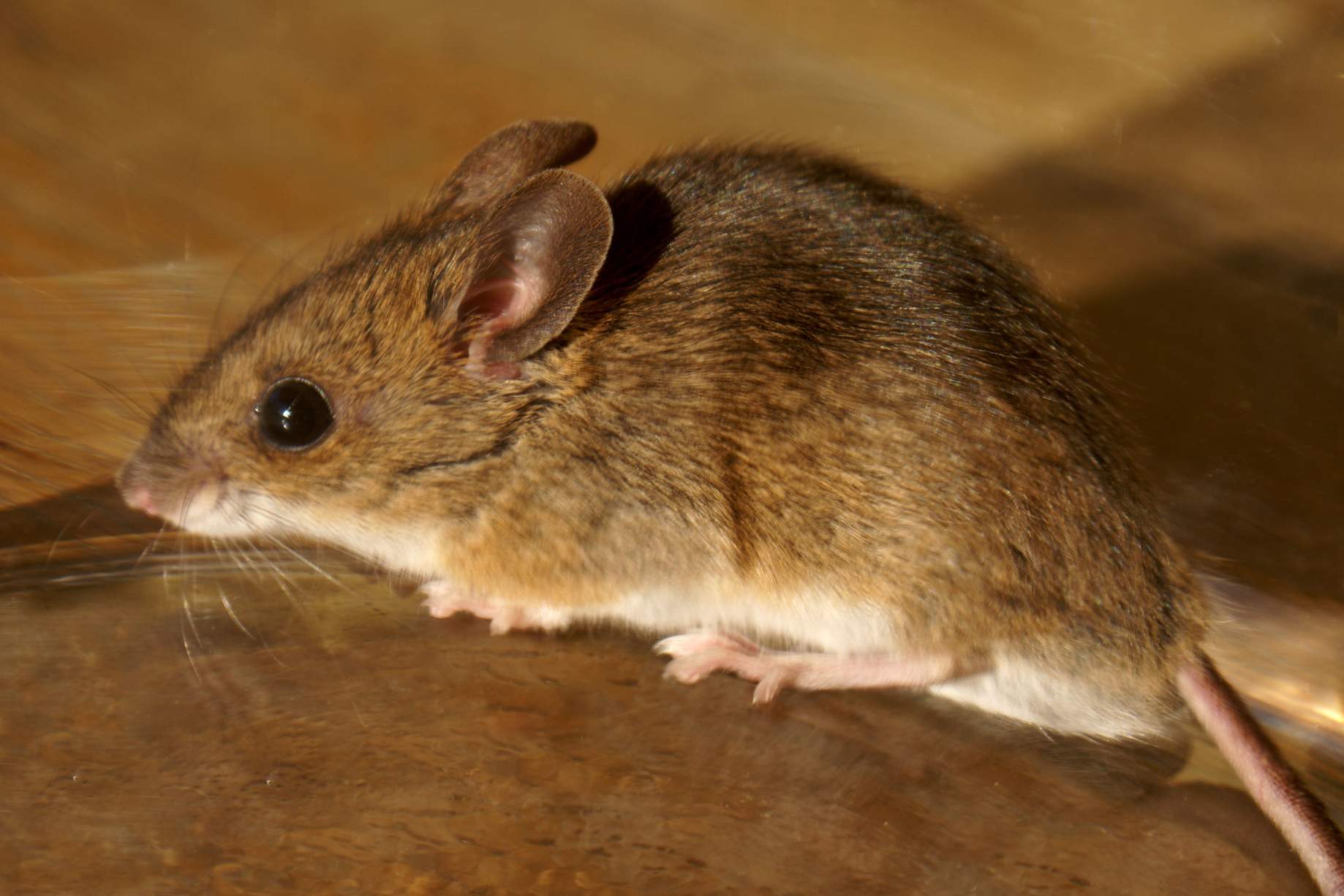 Hausmaus (Mus musculus) 
