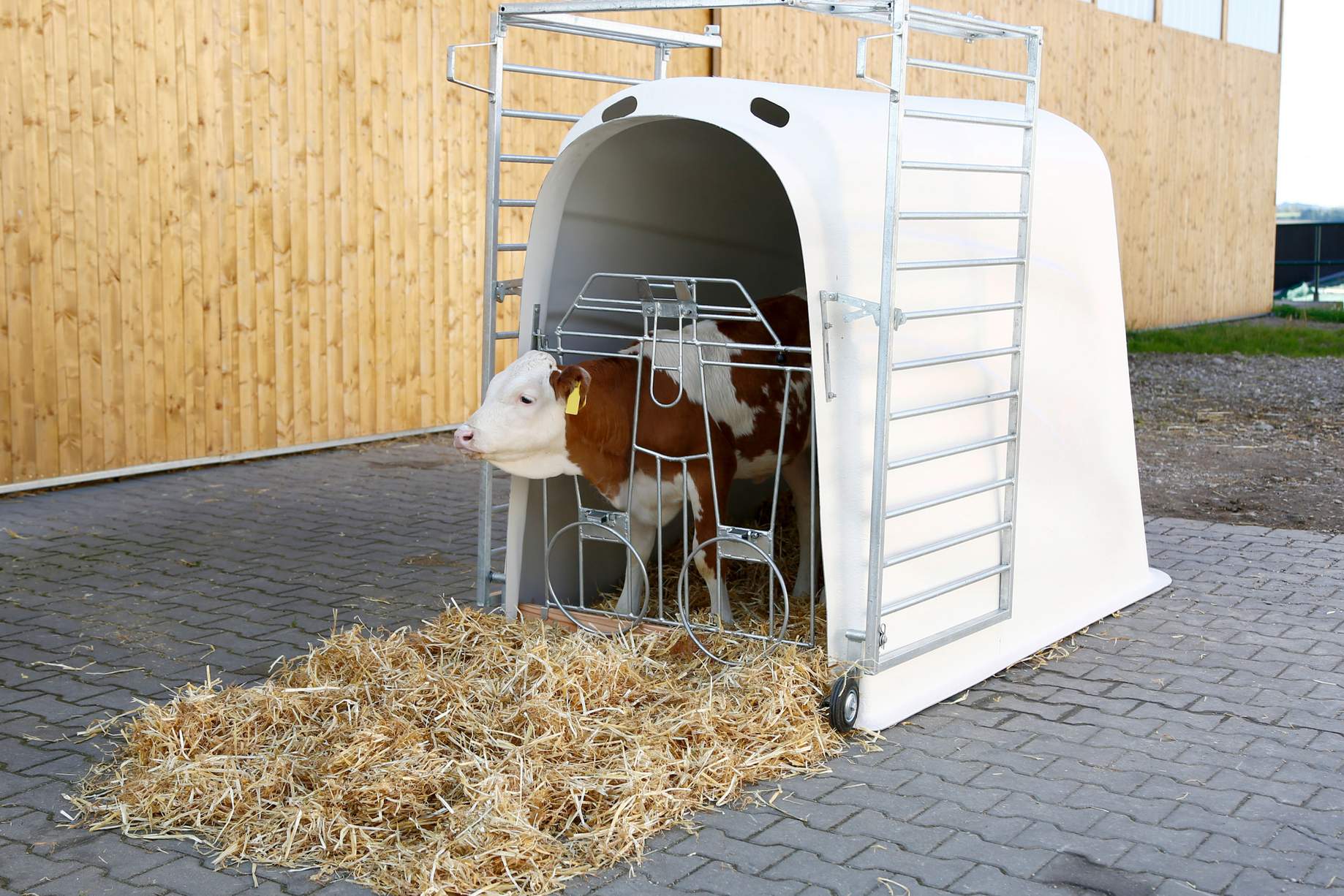CalfHouse 