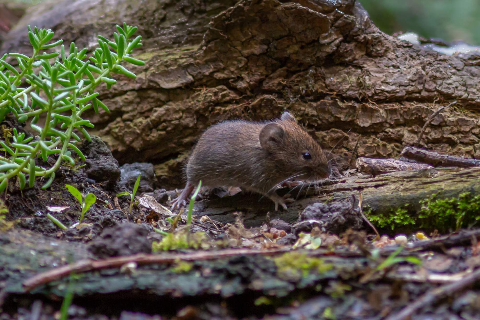 Wühlmaus (Arvicolinae) 