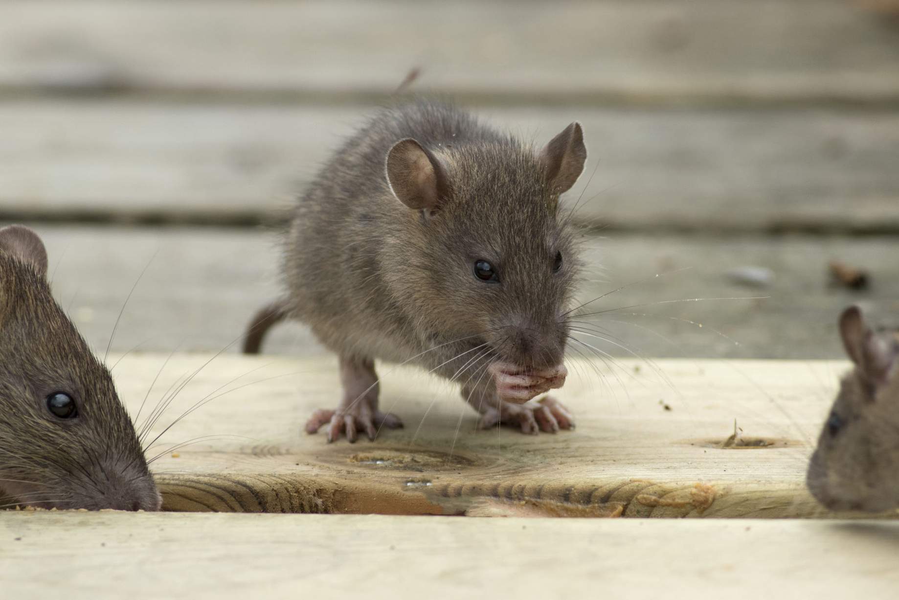 Hausratte (Rattus rattus) 