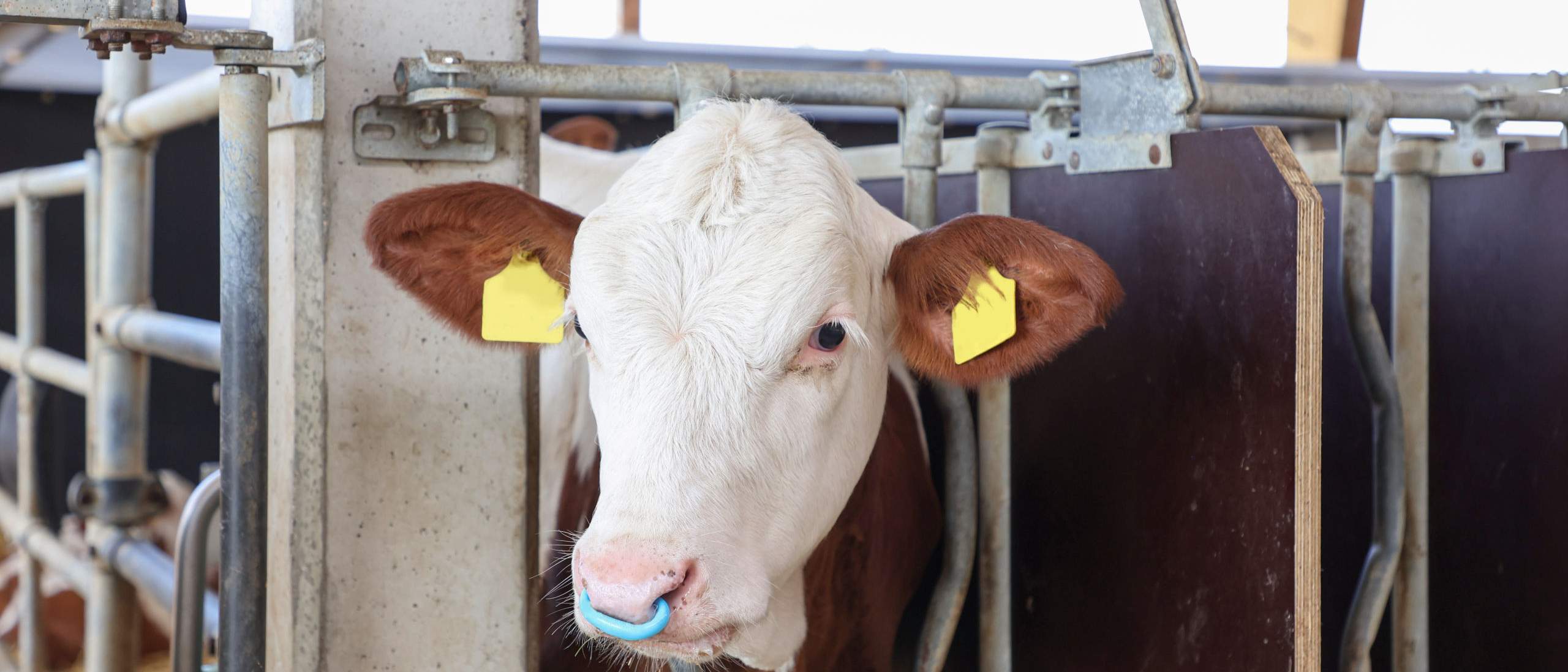 a calf with a Cattle weaner